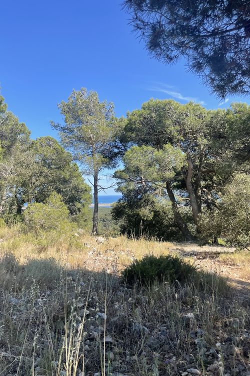 Arbre généalogique psychogénéalogie Narbonne Pinède avec ciel bleu, représente la psychogénéalogie