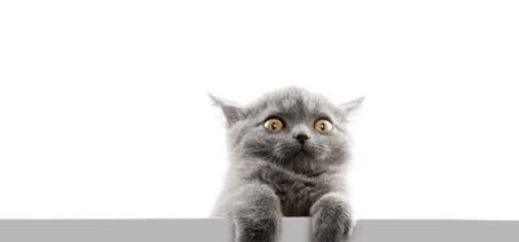 chat apeuré et stressé accroché à un mur