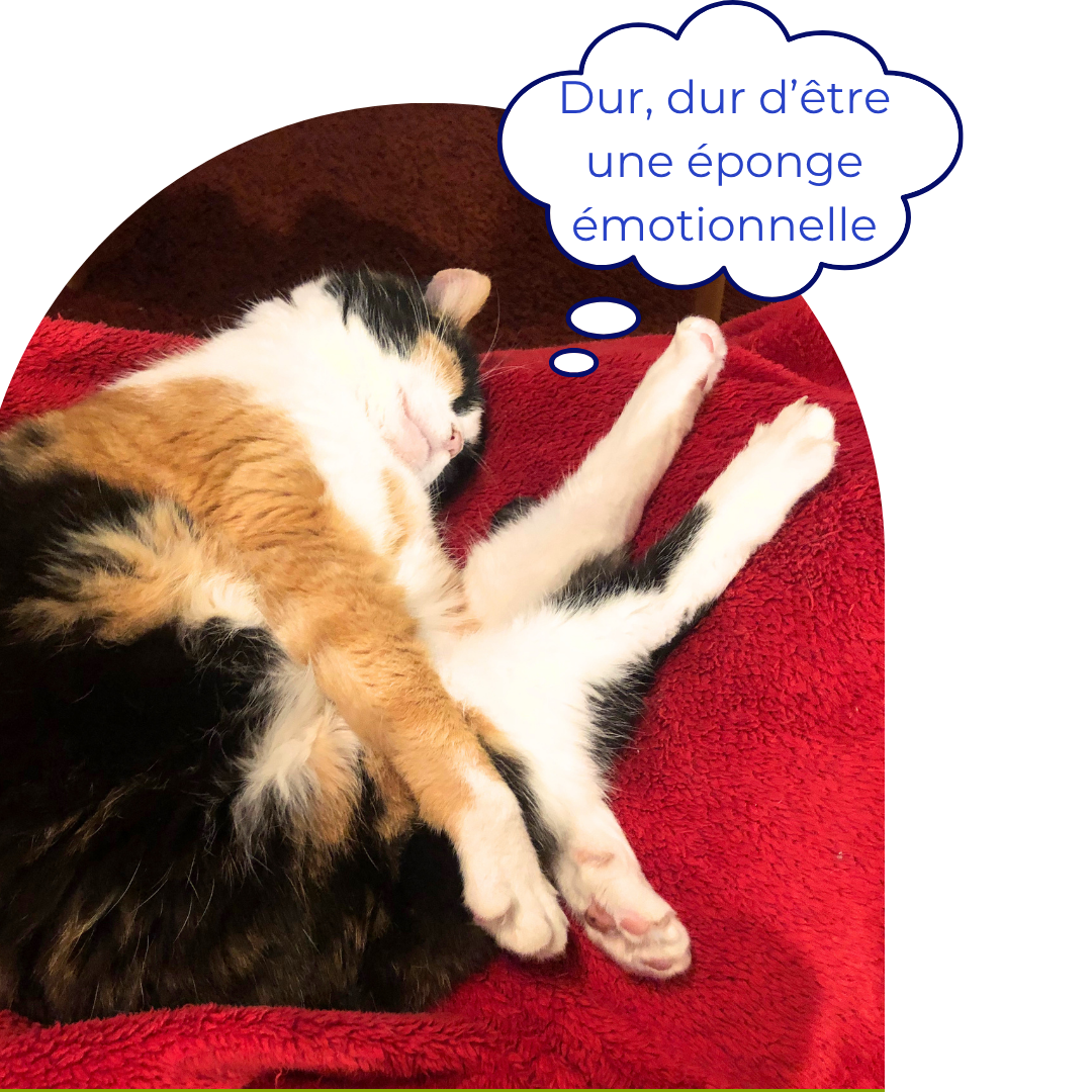 Chat épuisé d'être une éponge émotionnelle