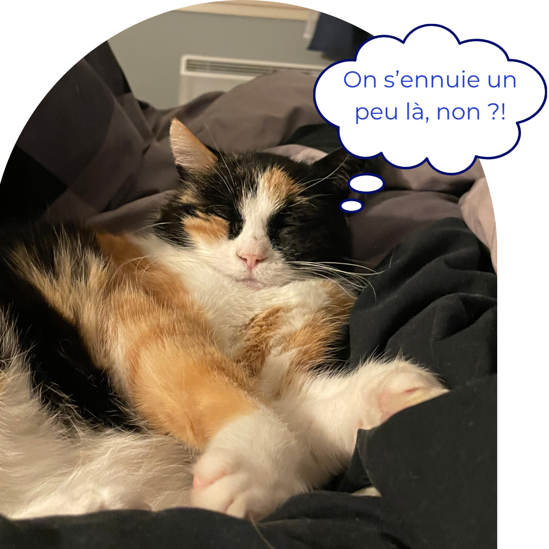 Chat endormi qui a l'air de s'ennuyer du small talk