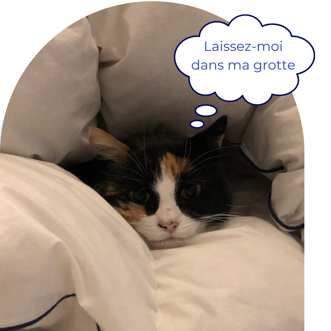 Chat hypersensible caché qui veut s'isoler pour se recharger