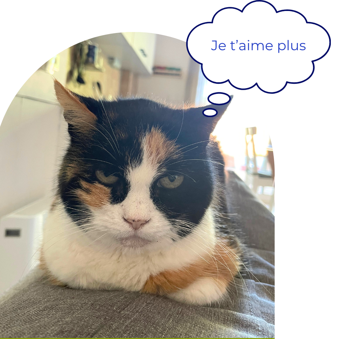 Chat qui boude