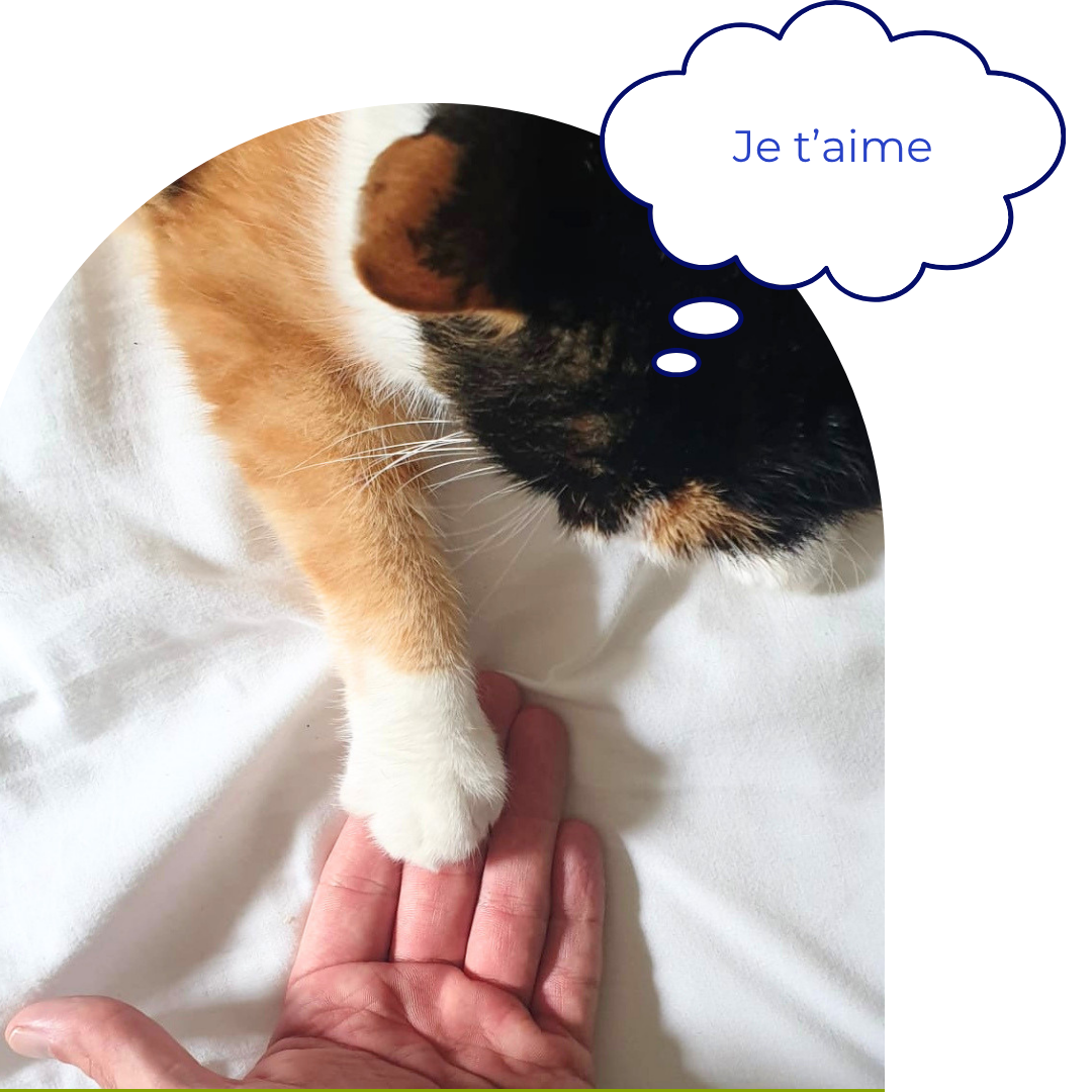 Chat qui donne la patte à un humain