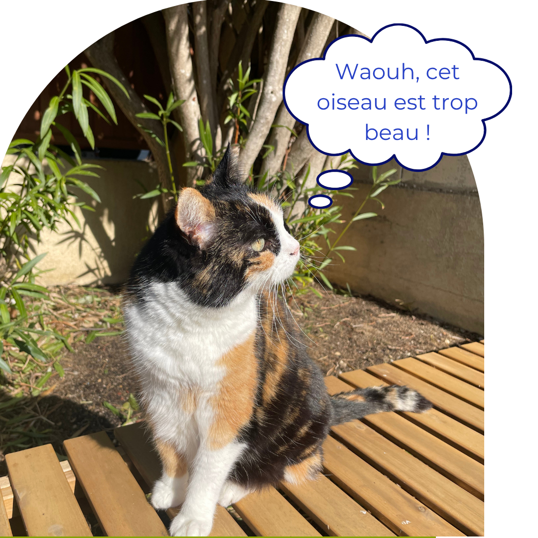 Chat hypersensible qui observe un oiseau