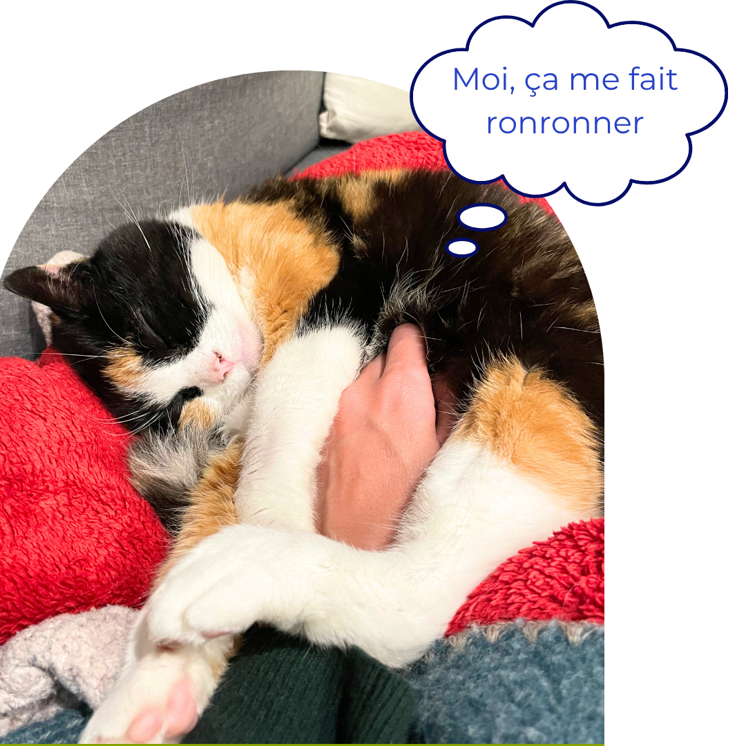 Chat endormi et heureux
