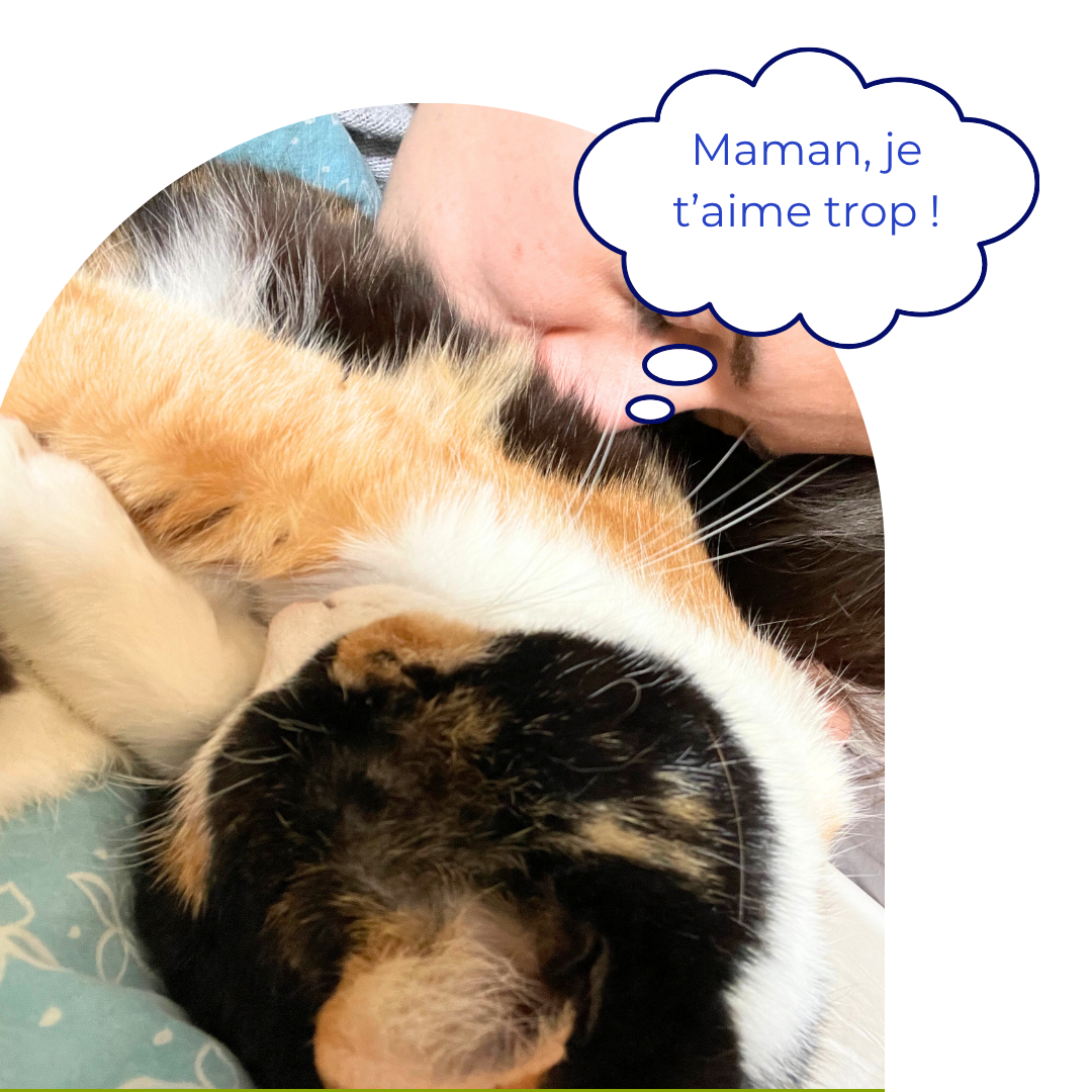 Chat qui fait un câlin avec sa maman humaine