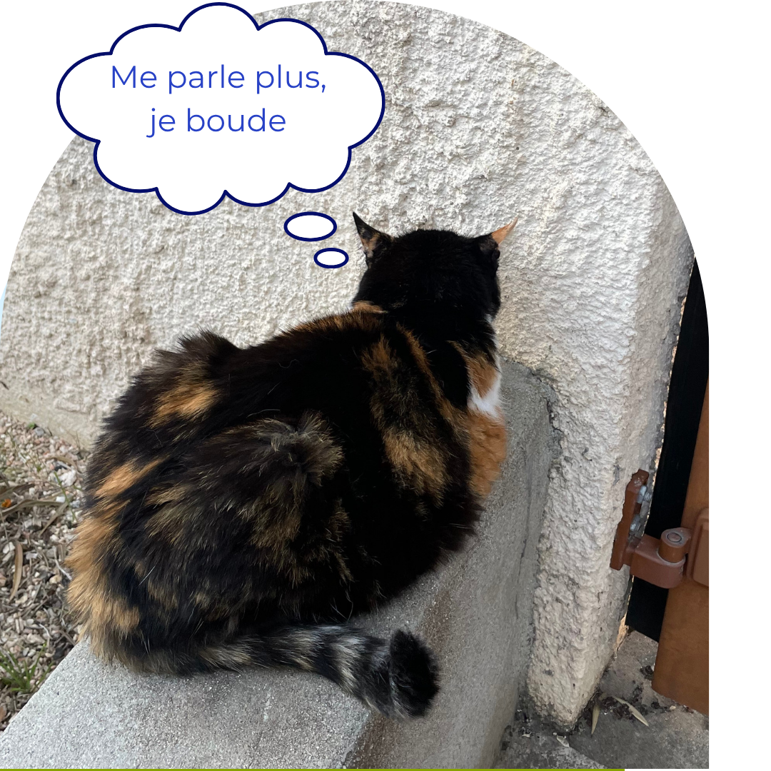 Chat hypersensible qui regarde un mur et boude