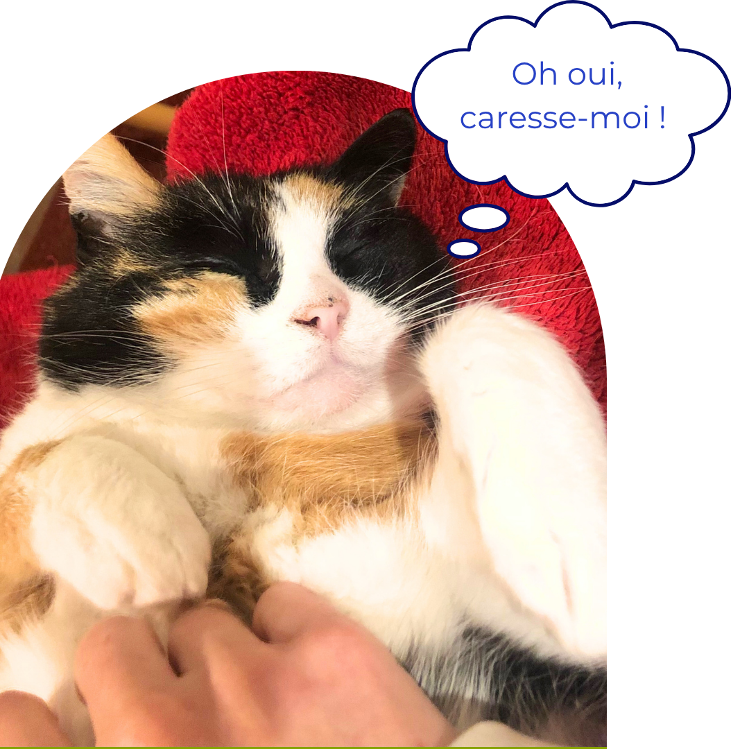 Chat qui adore les caresses hypersensible