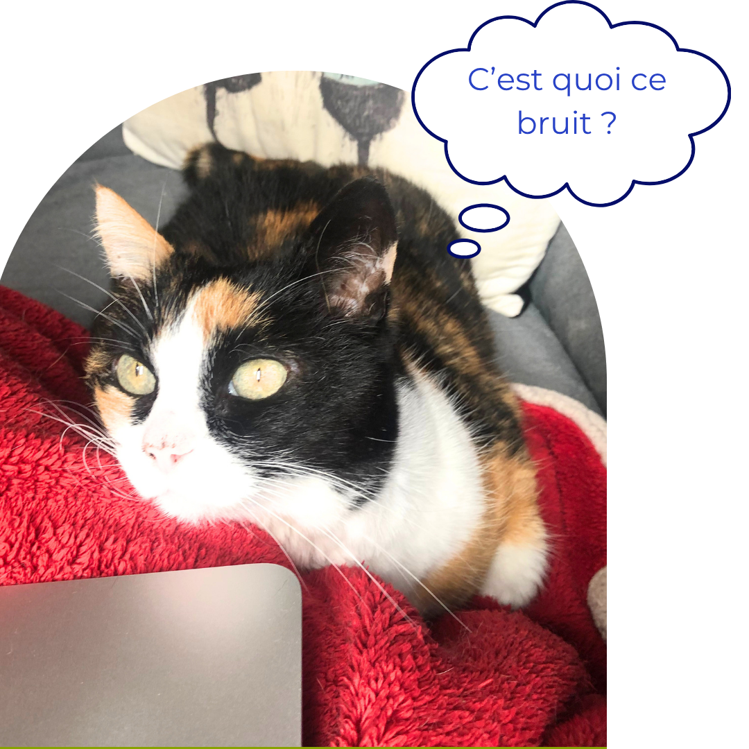 Chat sensible aux bruits