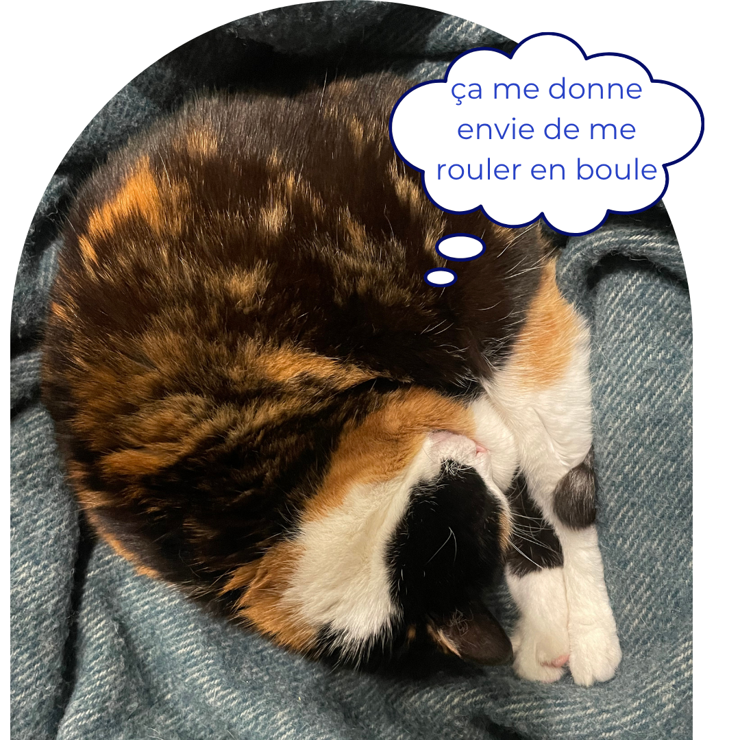 Chat hypersensible qui se cache les yeux car sensible à la luminosité