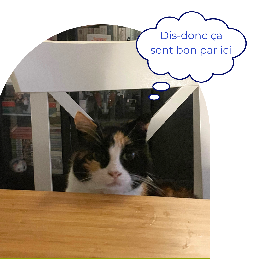Chat hypersensible attiré par une odeur