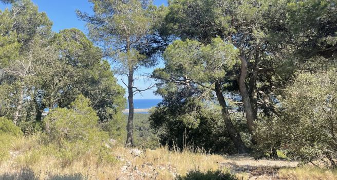 Vue sur la pinède et la mer Méditerranée en fond à Gruissan